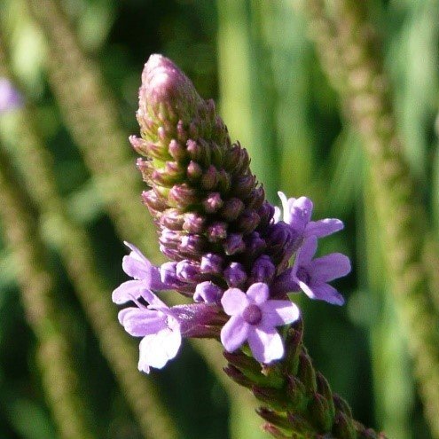 Blue Vervain (Verbena hastata)