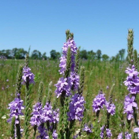 Hoary Vervain (Verbena stricta)