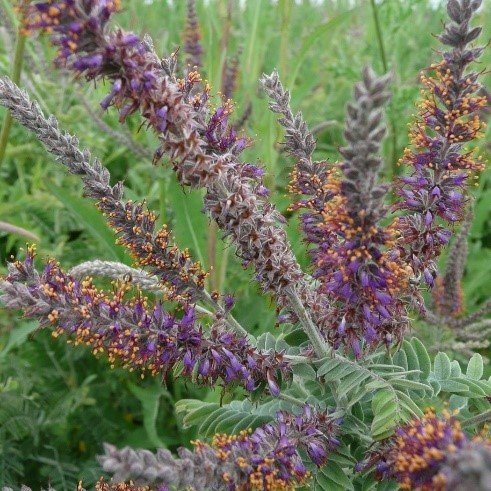 Leadplant (Amorpha canescens)
