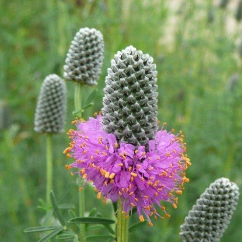 Purple Prairie Clover (Petalostemum purpureum)