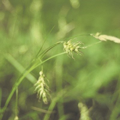 Long-Beaked Sedge (Carex sprengelii)