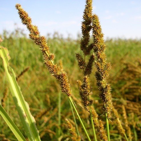 Brown Fox Sedge (Carex vulpinoidea)