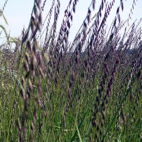 Side Oats Grama (Bouteloua curtipendula)