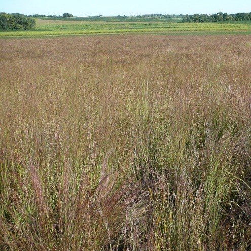 Little Bluestem (Schizachyrium scoparium)