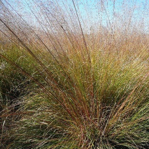 Prairie Dropseed (Sporobolus heterolepis)