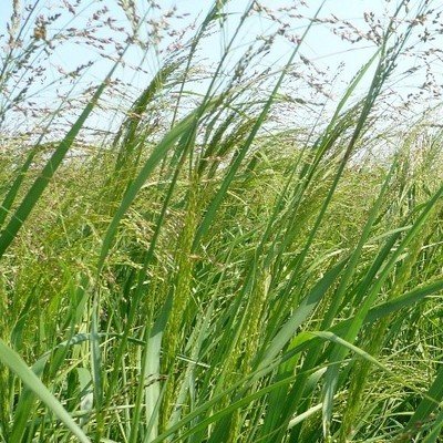 Grasses &amp; Sedges