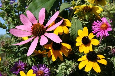 Garden Kits