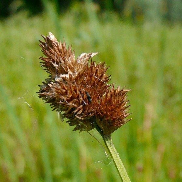 Bebb&#39;s Oval Sedge (Carex Bebbi)