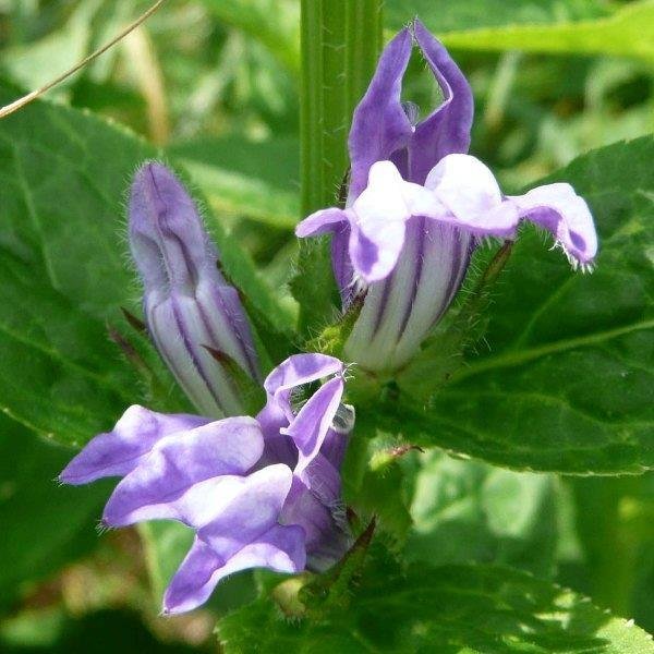 Great Blue Lobelia (Lobelia Siphilitica)