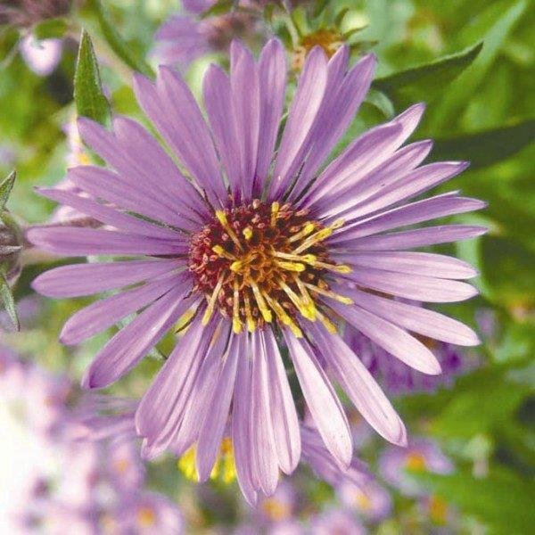 New England Aster (Aster Novae-Angliae)