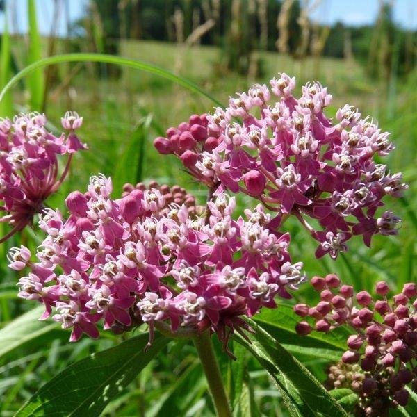 Red Milkweed ( Ascelepias Incarnata)