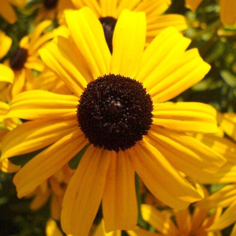 Showy Black-Eyed Susan (Rudbeckia Fulgida Speciosa)