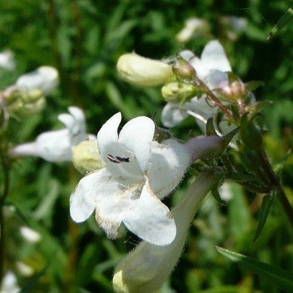 Foxglove Beard Tongue (Penstemon Digitalis)