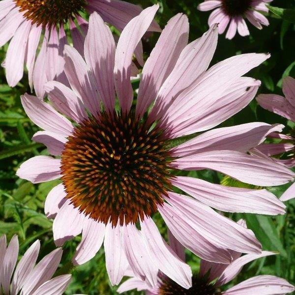 Purple Coneflower (Echinacea purpurea)