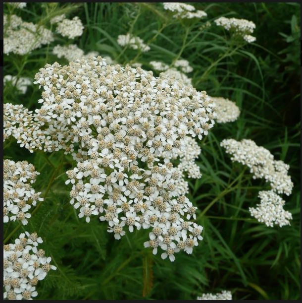 Native Yarrow (Achillea millefolium) Native Yarrow (Achillea millefolium)
