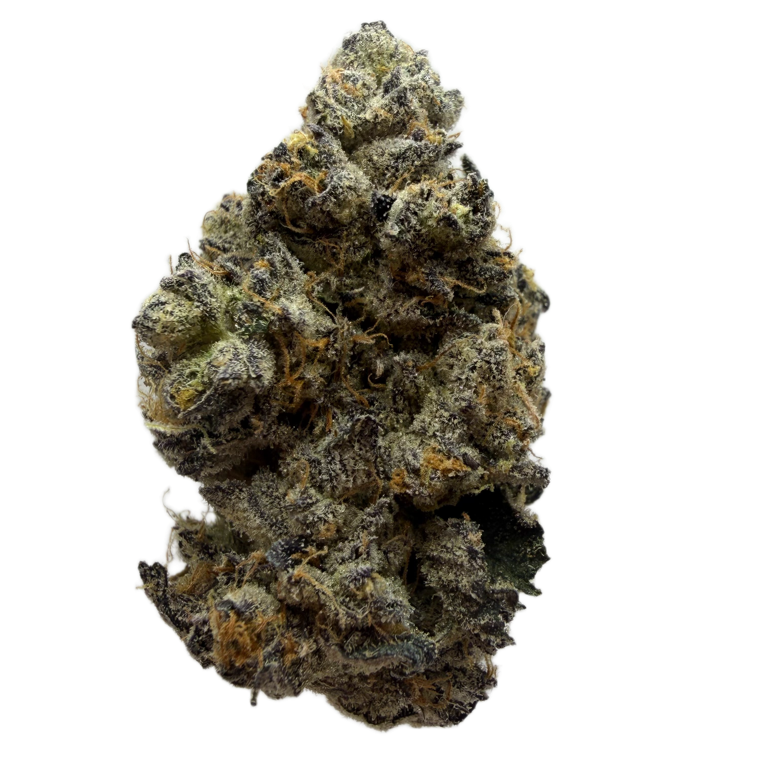 Mimosa