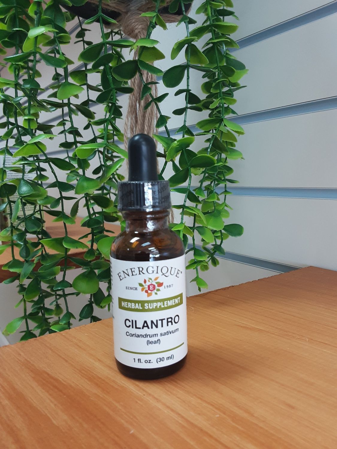 Cilantro