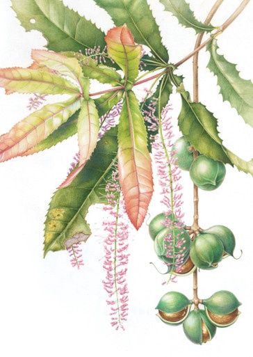 Macadamia Greeting Card