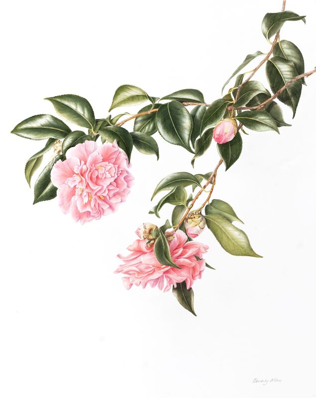 Camellia Greeting Card