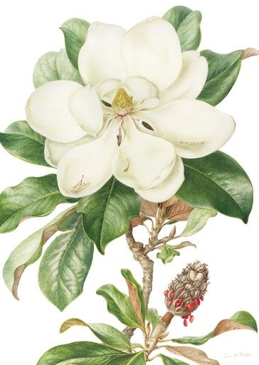 Magnolia Greeting Card