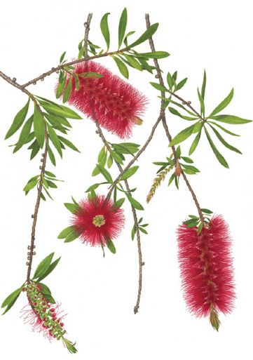 Bottle Brush Greeting Card