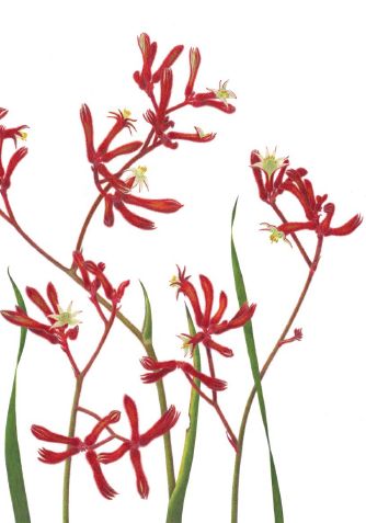 Kangaroo Paw Greeting Card 1
