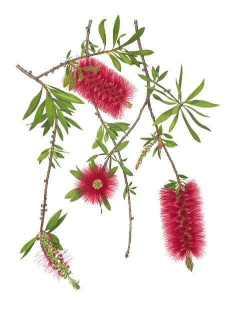 Bottlebrush Greeting Card