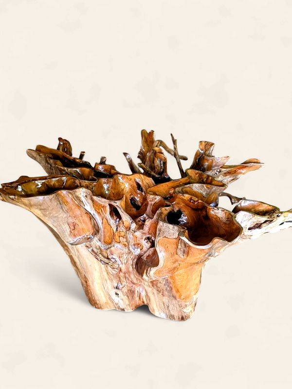 Teak Stump base dining table/ glass top