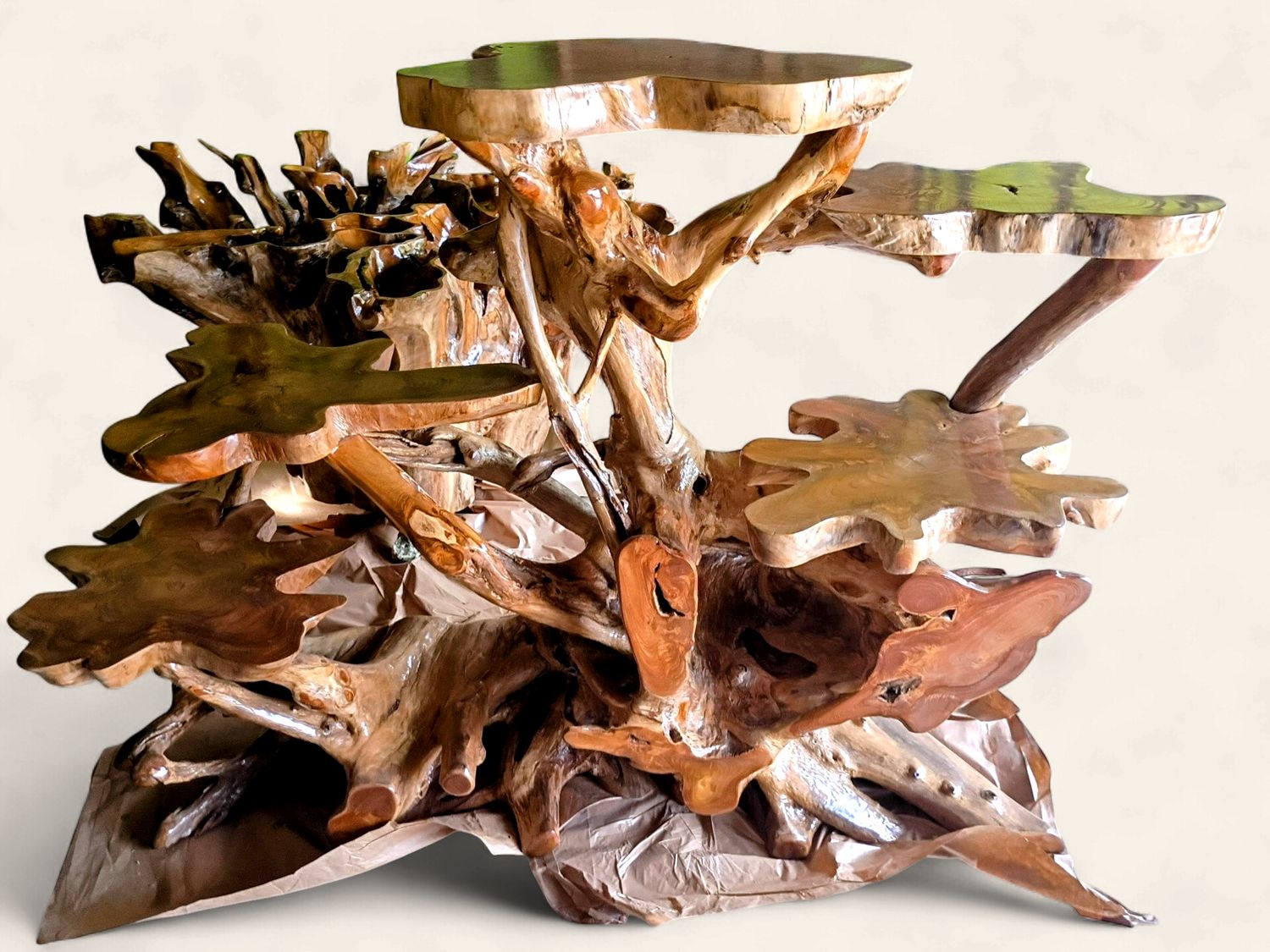 XL Teak Root Display