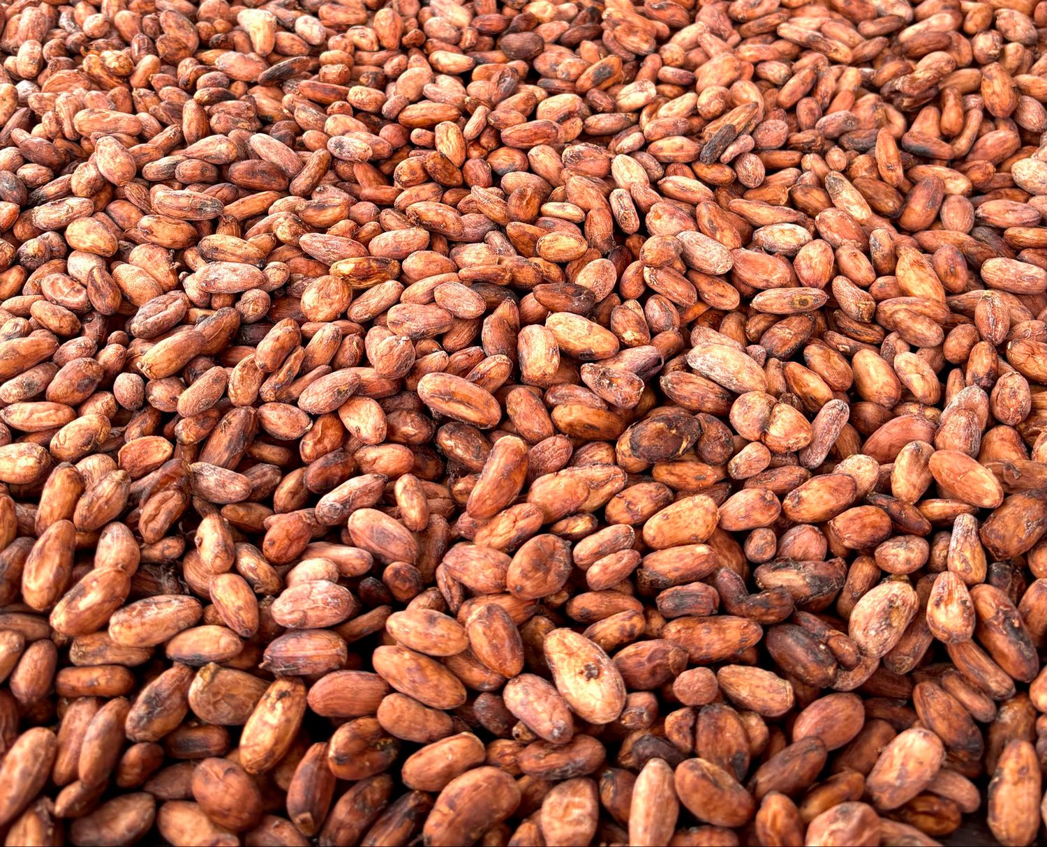 Cacao Beans per pound