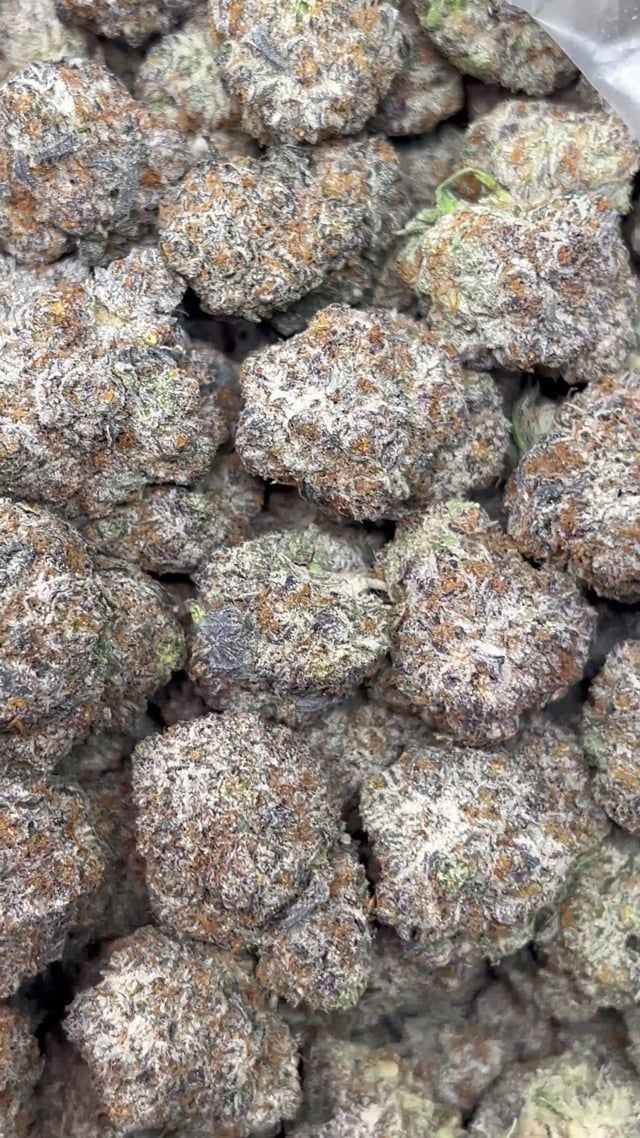 Truffletini (INDOOR)