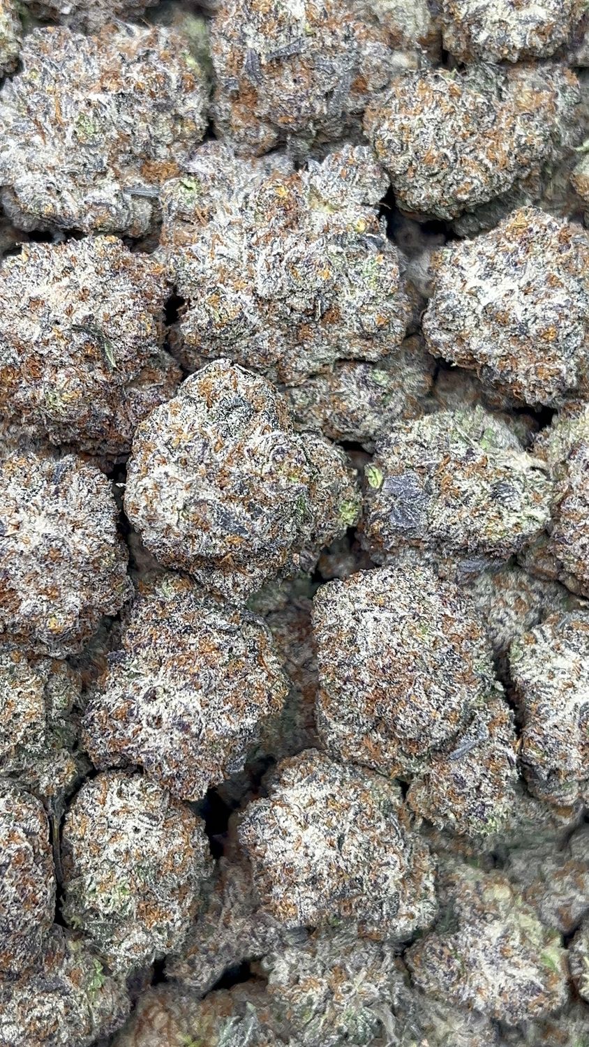 Truffletini (INDOOR)