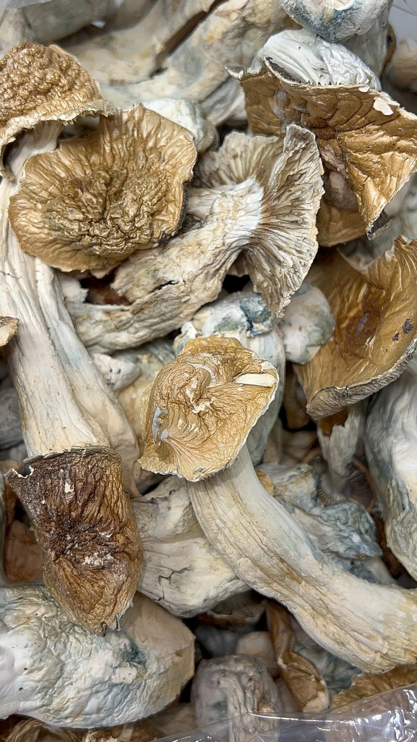 Megatron Shroomz