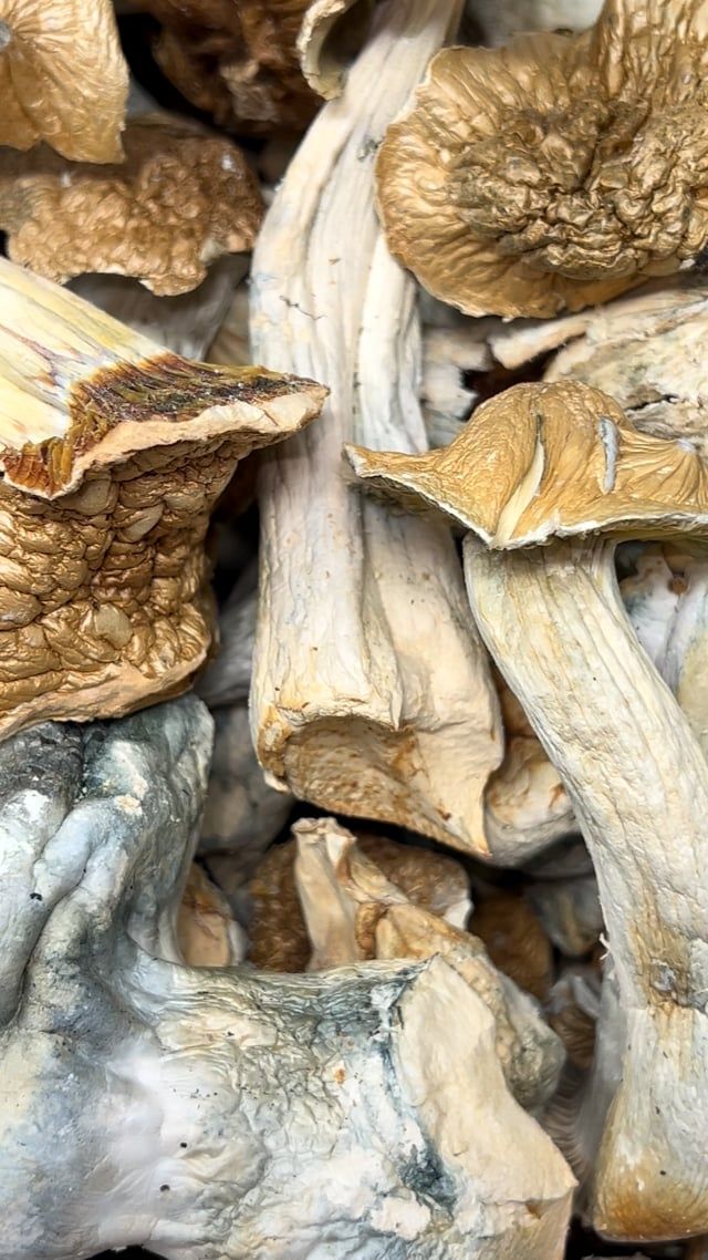 Megatron Shroomz