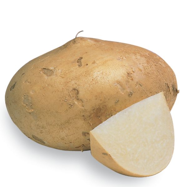 Fresh Jicama