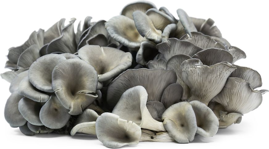Oyster Mushroom