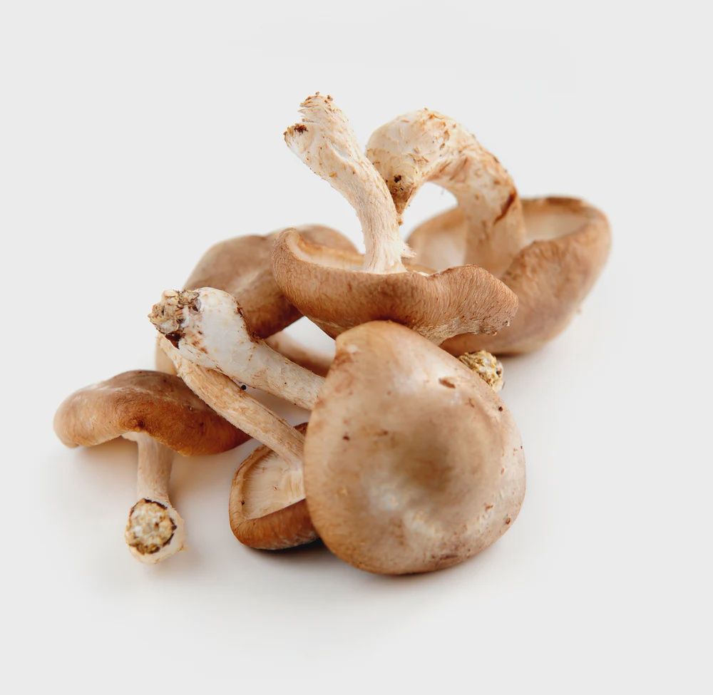 Shiitaki mushroom