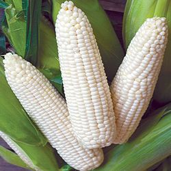Elote Blanco Fresco
