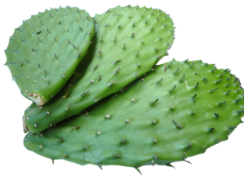 Fresh Nopal Cactus, kind: Fresh 1Lb (Not Cleaned)