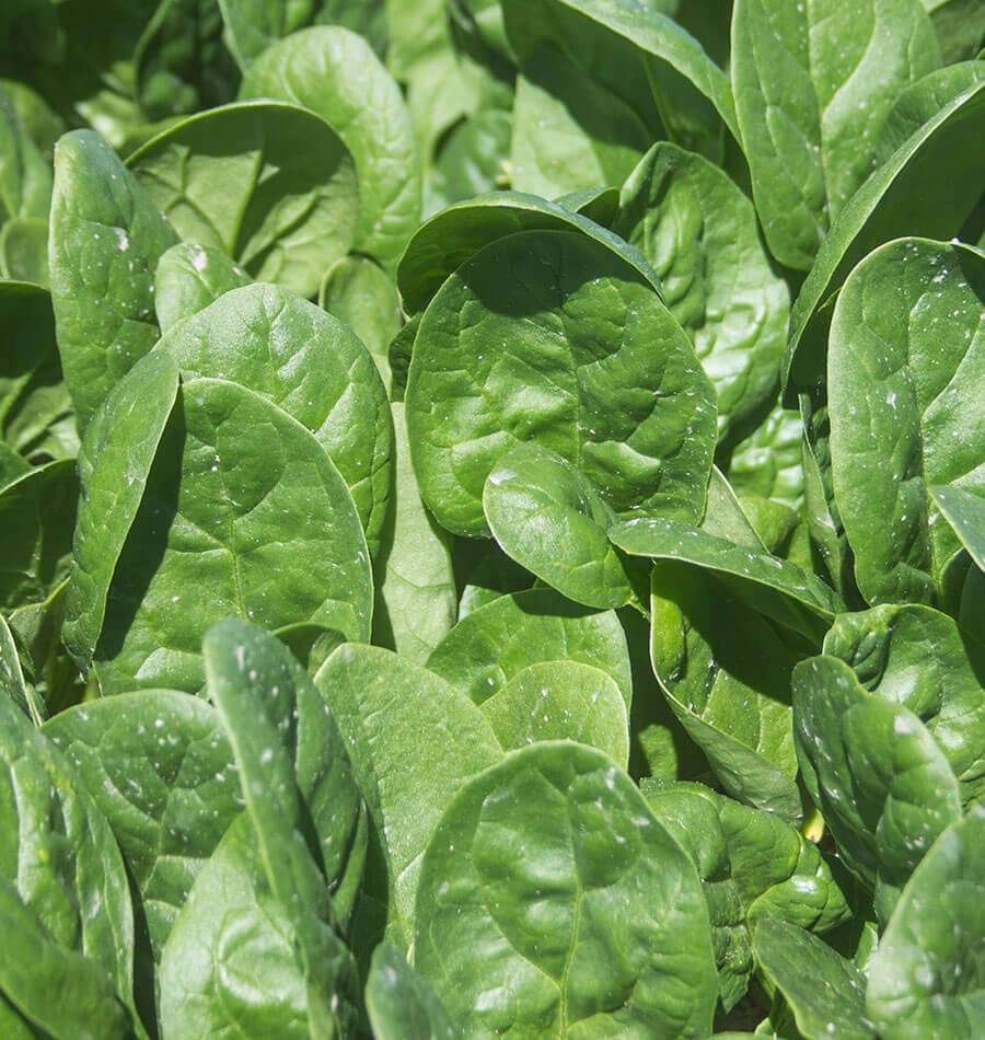 Spinach