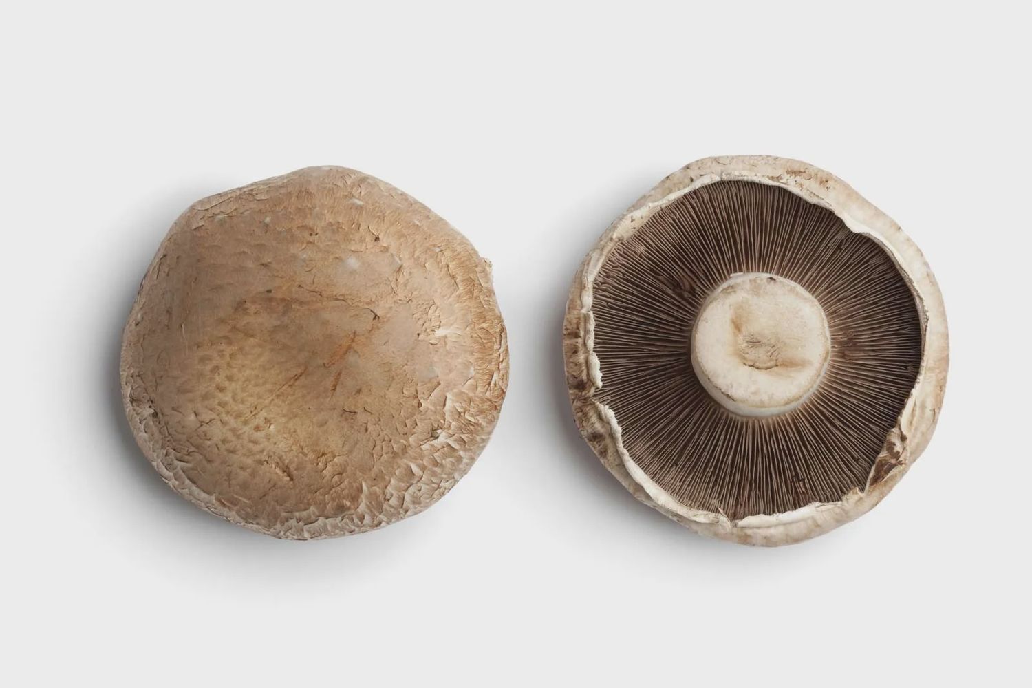 Portobello Mushroom