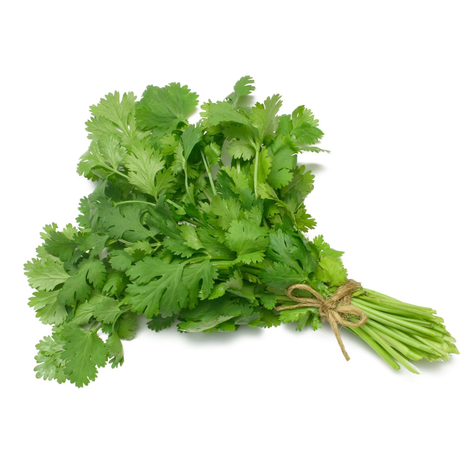 Fresh Cilantro