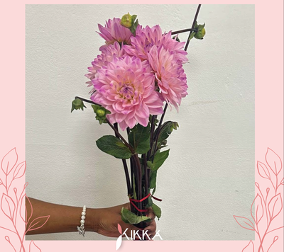 Dahlias