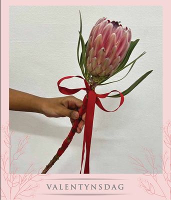 Single Protea with Ribbon