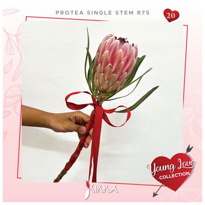 Protea Single Stem