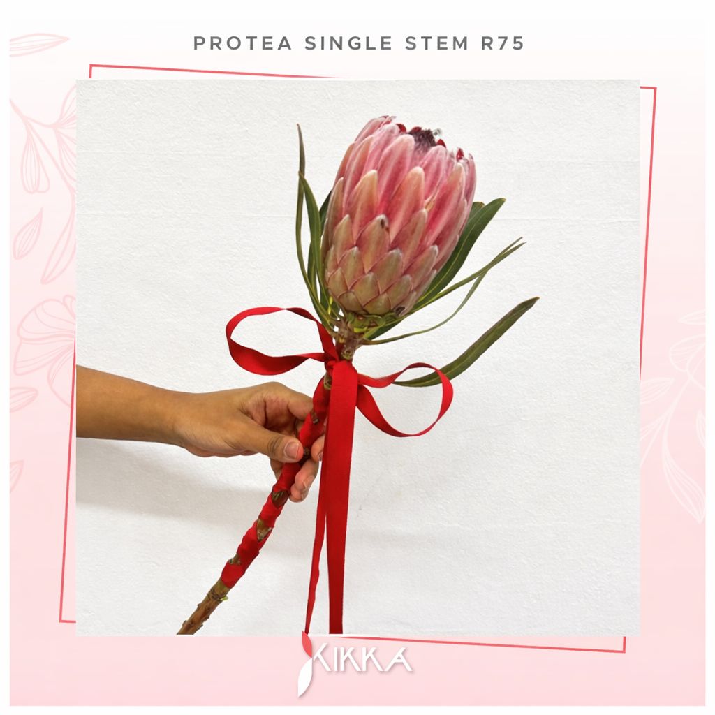 Protea Single Stem