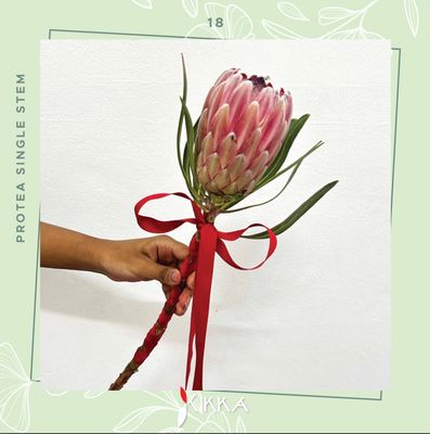Protea Single Stem