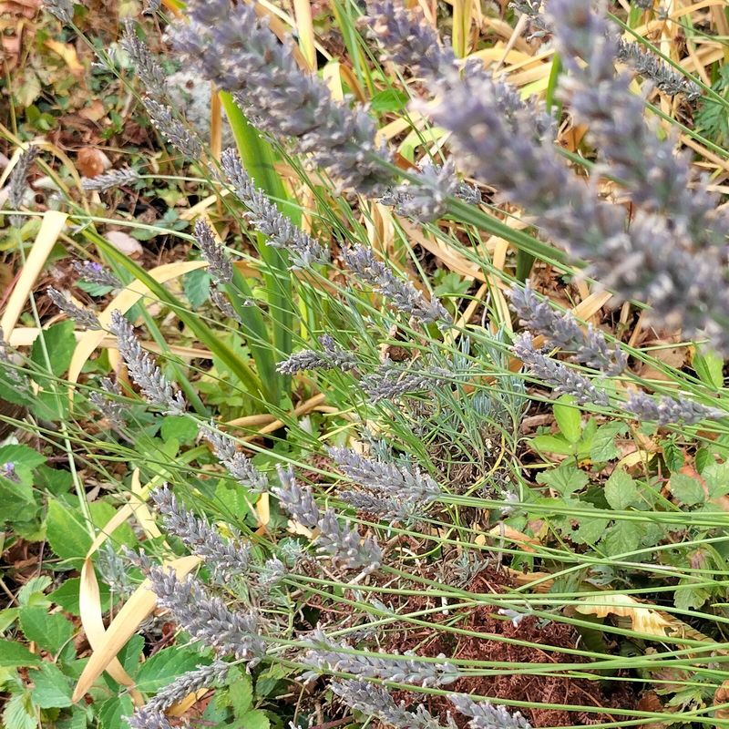 Lavender