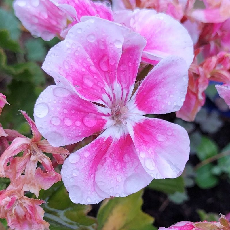 Geranium