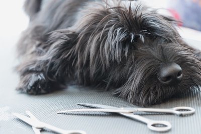 Dog Grooming Scissor Sharpening